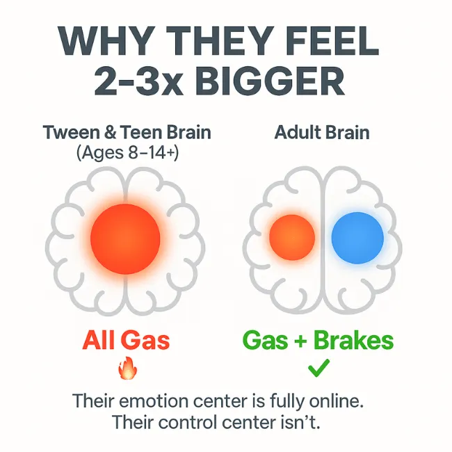 Brain development comparison